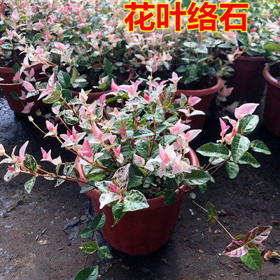绿植四季爬藤黄金室外花叶络石图片