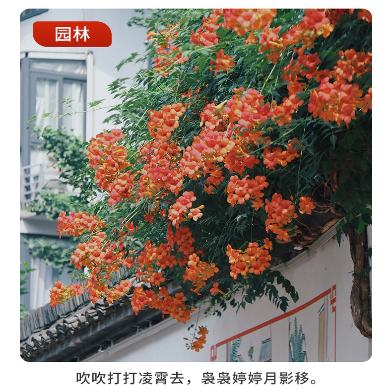 进口美国凌霄花苗爬藤大苗植物攀