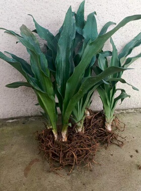 红果万年青 中华万年青结婚订婚 乔迁搬家上梁盖房绿化盆栽苗