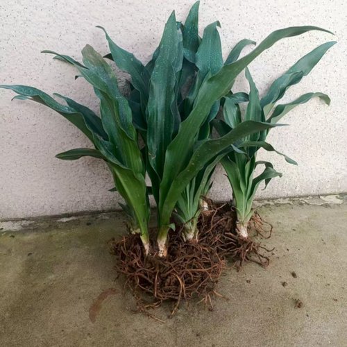 红果万年青 中华万年青结婚订婚 乔迁搬家上梁盖房绿化盆栽苗