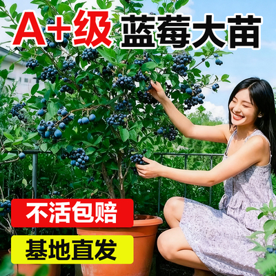 蓝莓树果苗盆栽大号地栽阳台果树