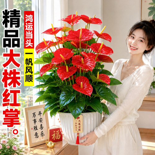 红掌盆栽特大号大花大叶室内盆栽