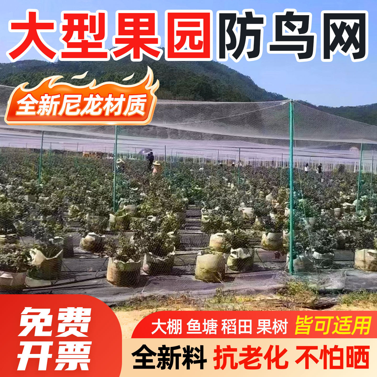 防鸟网果园大棚果树樱桃葡萄防飞鸟鱼塘天网防护网防雹网养殖网罩