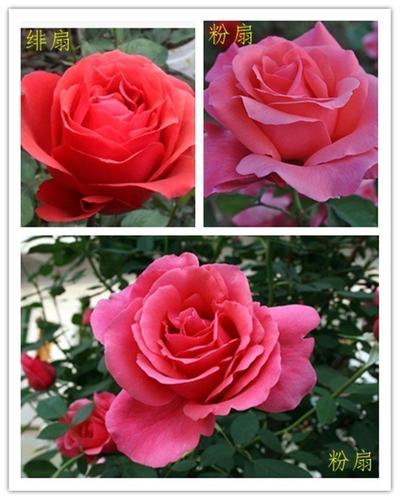 大花扇多少钱 大花扇价格 小麦优选