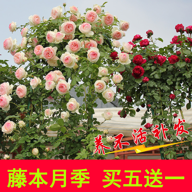 蔷薇花苗月季特大花爬藤植物四季开花卉不断庭院室外浓香玫瑰盆栽