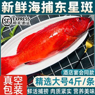 深海东星斑鱼鲜活速冻东星石斑鱼肉质细嫩新鲜冷冻海鱼海鲜水产