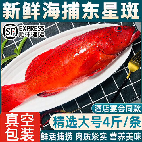 深海东星斑鱼鲜活速冻