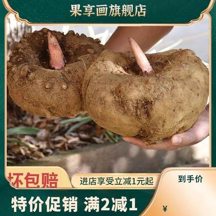 生魔芋 新鲜现挖云南特产花魔芋头豆腐原料商用批 发大个魔芋