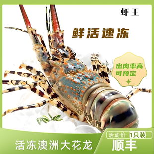 澳洲鲜活冷冻澳洲花龙虾 活冻生冻进口青龙虾澳龙大花龙2-5斤顺丰