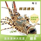 澳洲鲜活冷冻澳洲花龙虾 活冻生冻进口青龙虾澳龙大花龙2 5斤顺丰