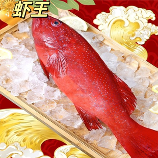 活冻东星斑鱼 新鲜冷冻活冻石斑鱼 生冻船冻顺丰包邮2斤一条