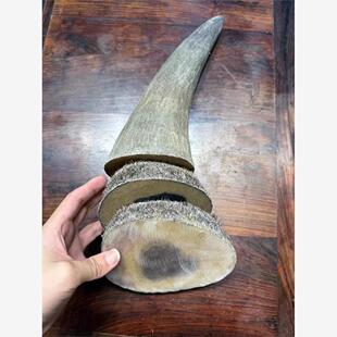 天然披毛犀角亚洲非洲牛角犀角碎料鱼卵纹竹丝纹清晰可切