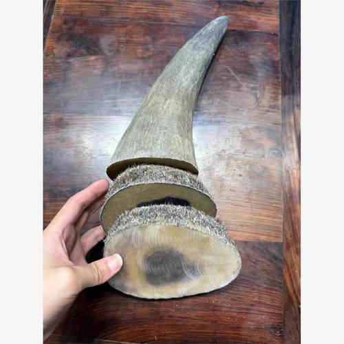 天然披毛犀角亚洲非洲牛角犀角碎料鱼卵纹竹丝纹清晰可切