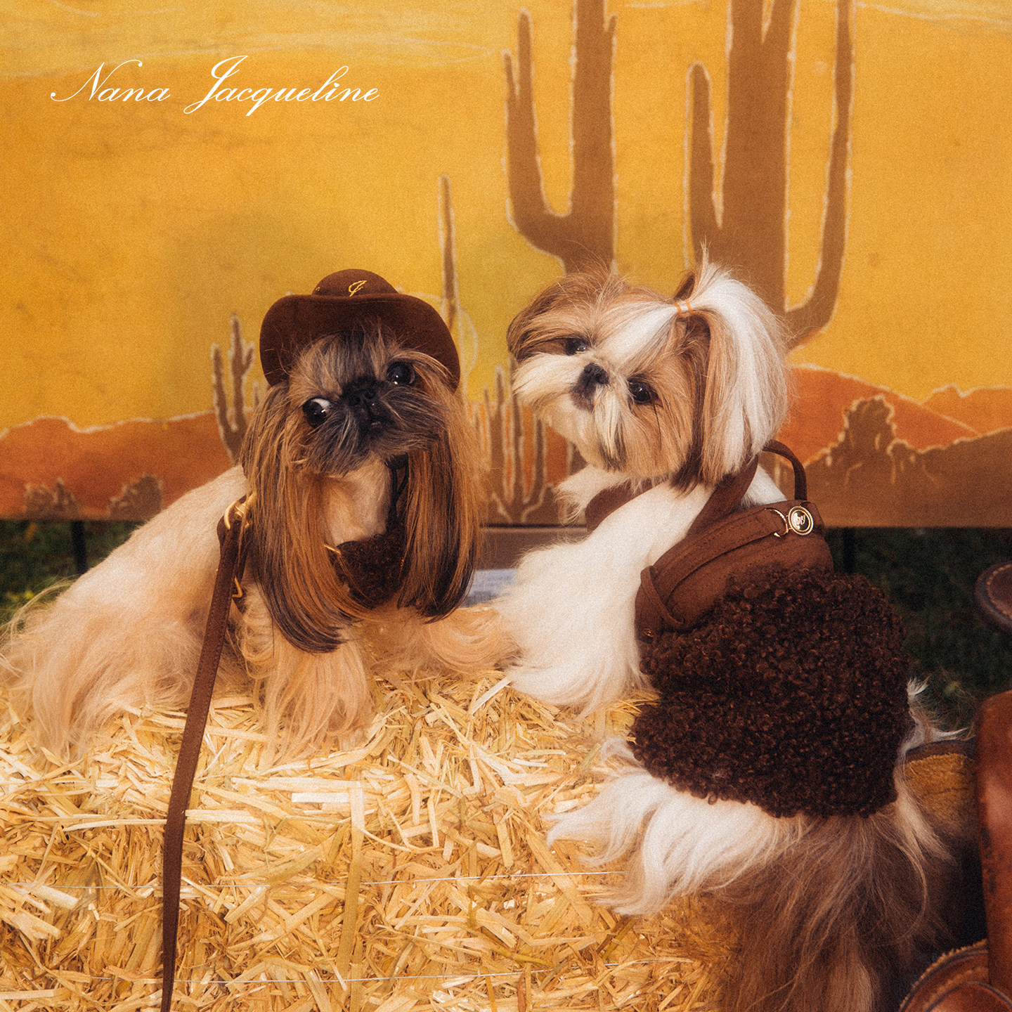 NanaJacqueline宠物衣服猫咪小型犬麂皮泰迪圈圈毛背带裙马年新年,宠物/宠物食品及用品,狗宠物服装/雨衣,淘宝优惠券,粉丝福利购,淘宝优惠卷