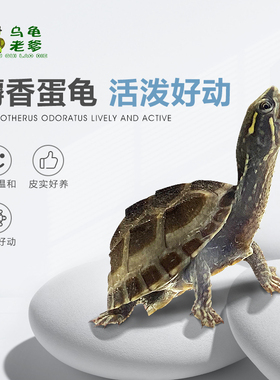 《乌龟老爹》麝香龟苗蛋龟苗剃刀龟草龟深水观赏龟小乌龟宠物龟