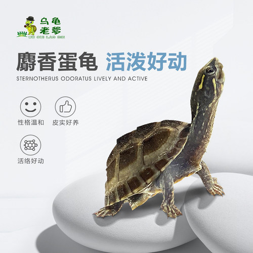 老爹蛋龟深水观赏龟宠物龟剃刀龟