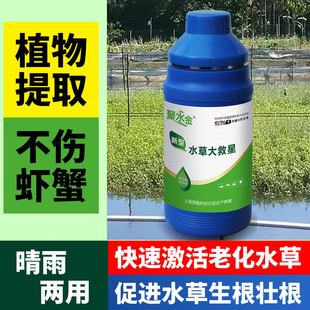 新型水草大救星爆白根长新芽肥虾蟹塘高温保草护草伊乐藻生根壮根