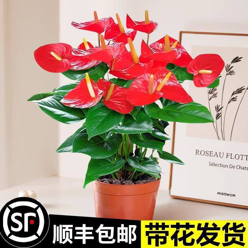 水培红掌盆栽带花大叶易