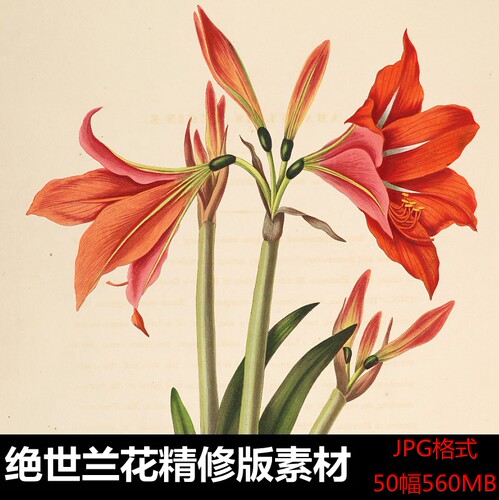 绝世兰花精选高清图集小清新花卉植物装饰画芯电子素材图库
