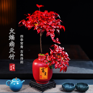 高低火焰南天竹客厅绿植桌面盆栽好养易活禅意盆景 越冷越红