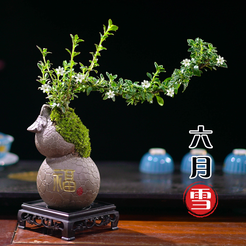 飘枝六月雪盆景植物室内桌面茶几好养净化空气盆栽办公室花卉绿植