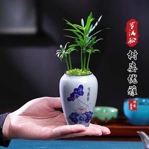 迷你罗汉松指尖微型盆栽桌面迷你拇指好养植物掌中宝盆景观叶绿植