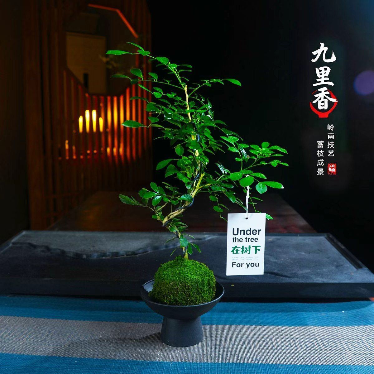 九里香老桩花卉绿植室内客厅净化空气四季好养盆景