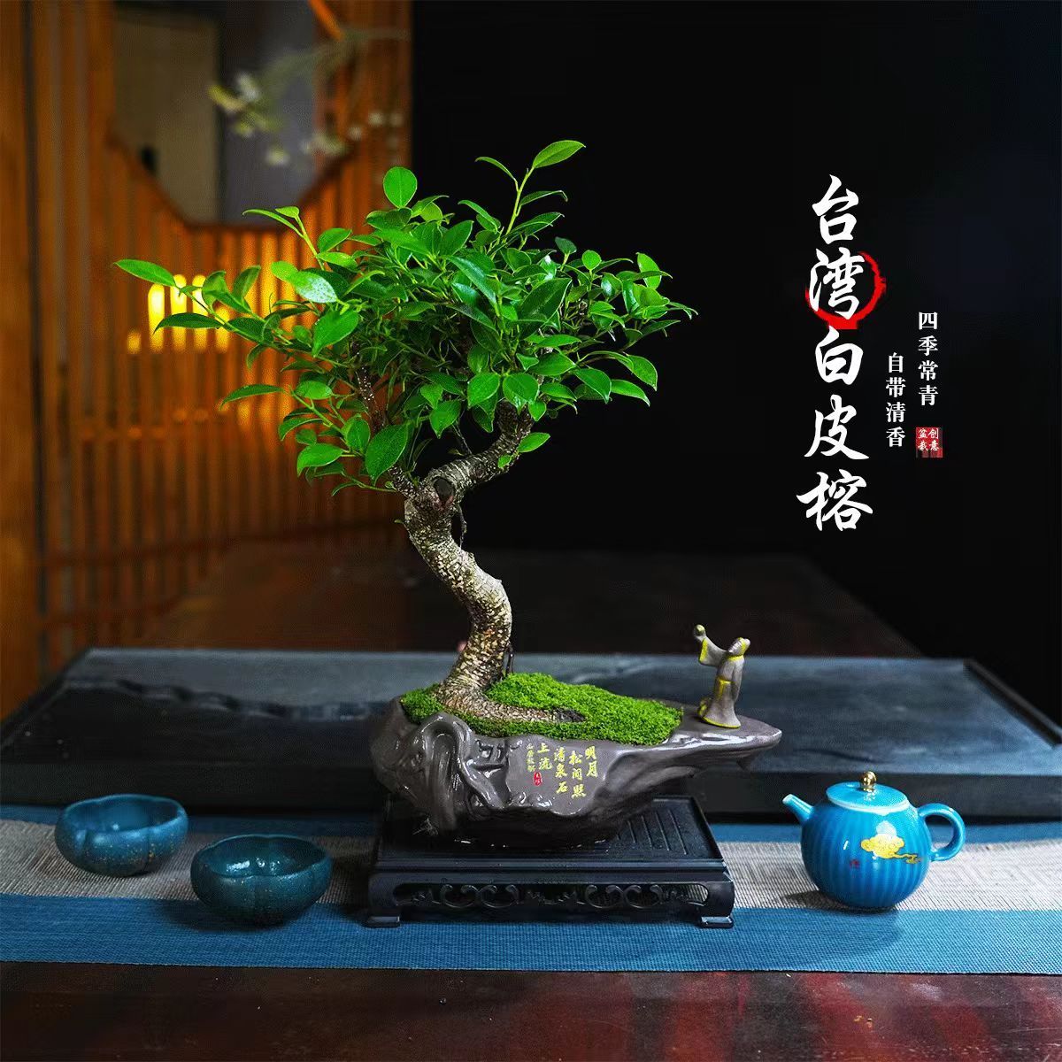 榕树盆景老桩办公室内桌面客厅四季常青绿植花卉盆栽好养植物