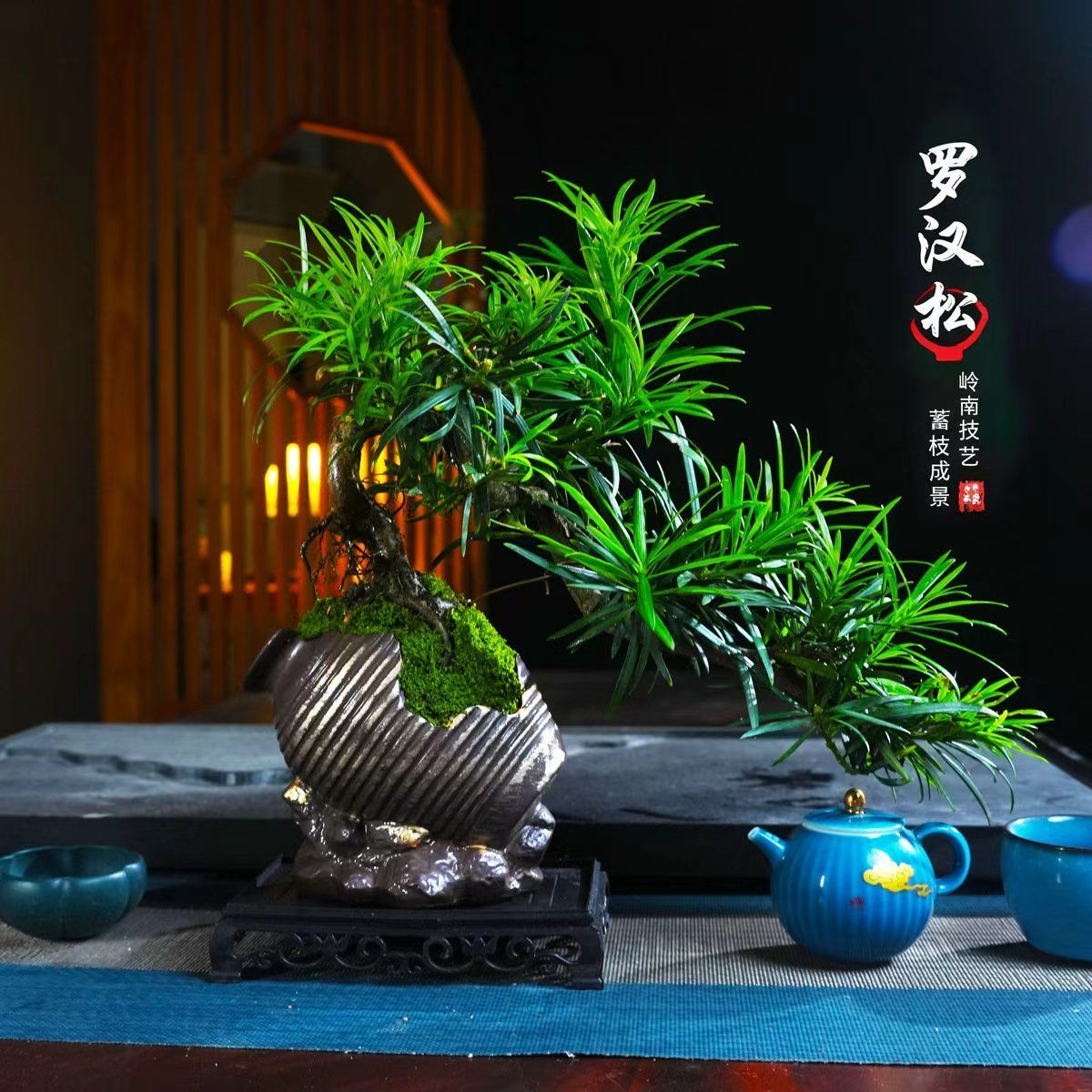 罗汉松盆景老桩植物盆栽雀舌造型树室内花绿植桌面