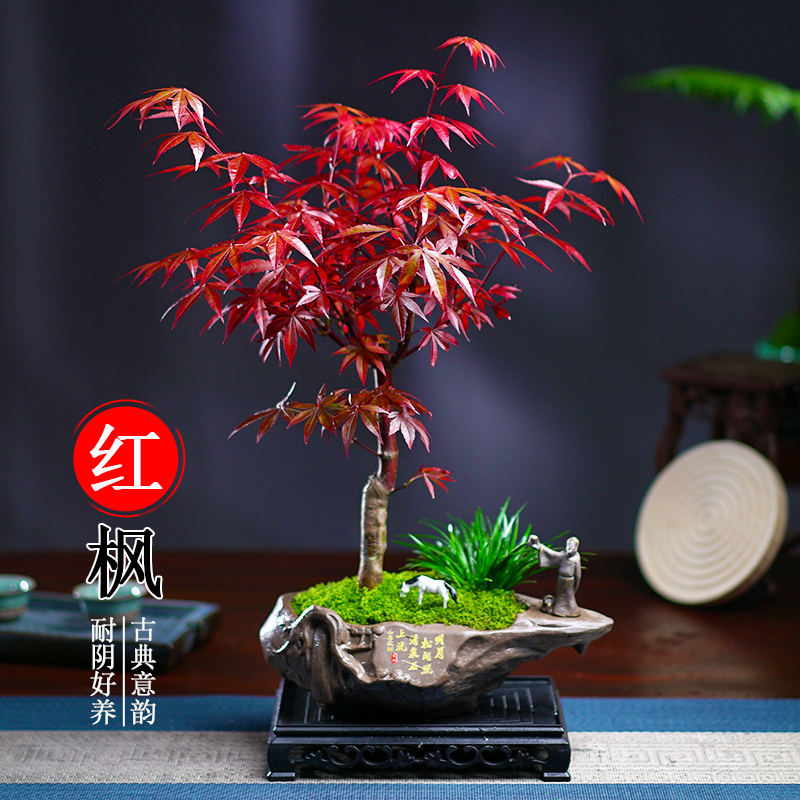 红枫盆栽书房茶几客厅