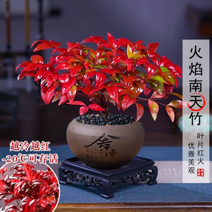 火焰南天竹客厅绿植桌面盆栽好养易活禅意创意盆景 越冷越红
