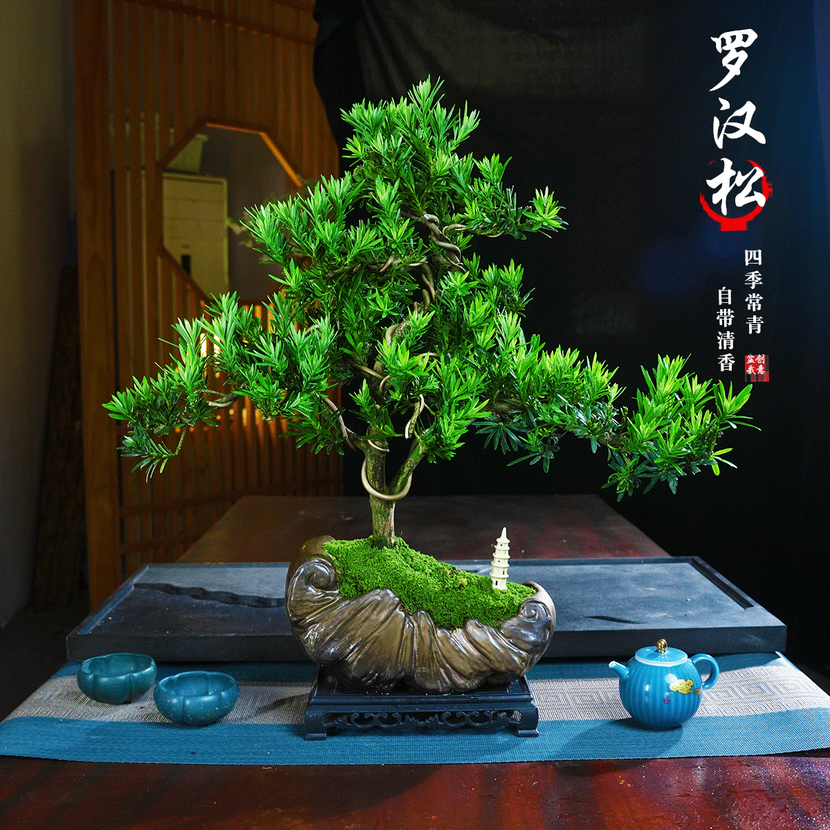 罗汉松盆景老桩植物盆栽雀舌树苗造型树室内花绿植桌面微景观好养