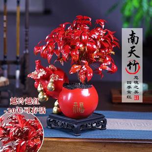 火焰南天竹客厅绿植桌面盆栽好养易活禅意创意盆景 越冷越红