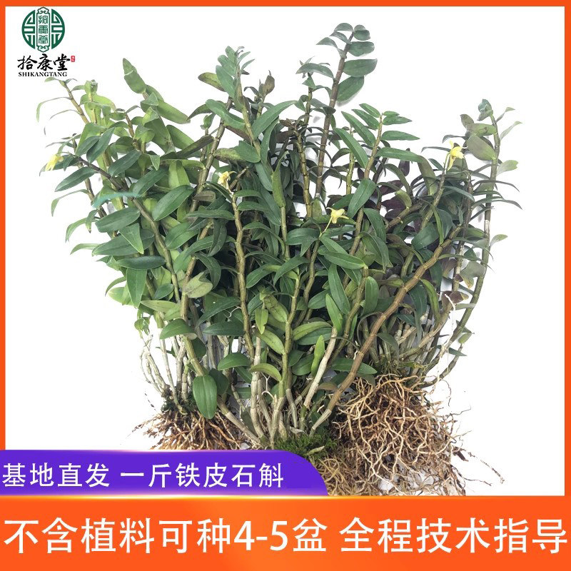 雁荡山铁皮石斛一斤可食用鲜条乐清铁皮盆 栽种植石斛兰盆花卉