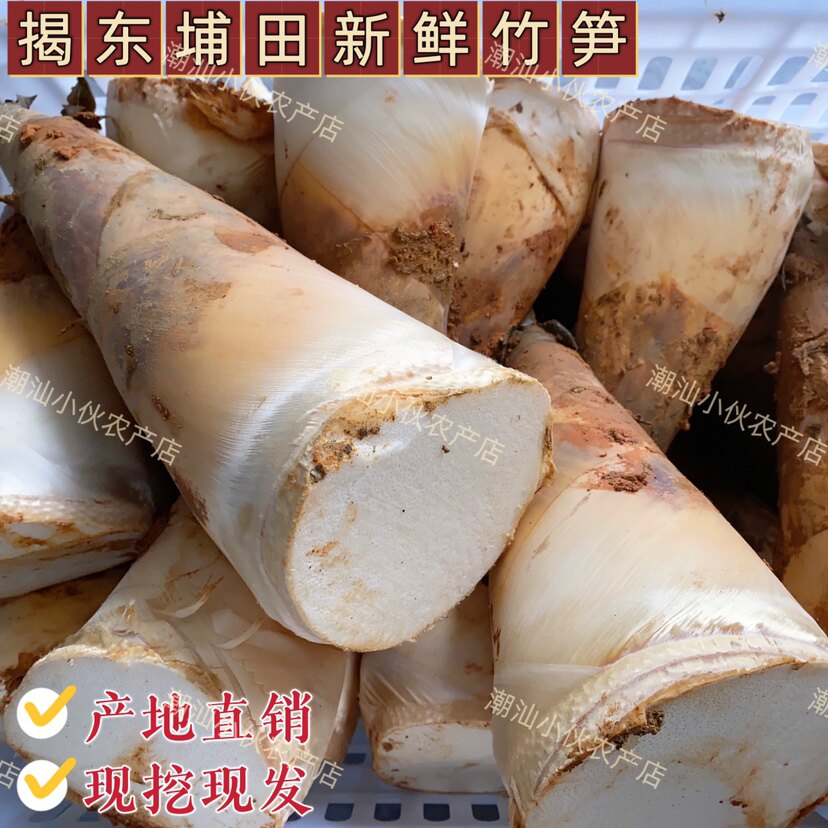 广东揭阳特产埔田竹笋新鲜现挖鲜笋嫩笋麻叶笋野生竹笋春笋新鲜