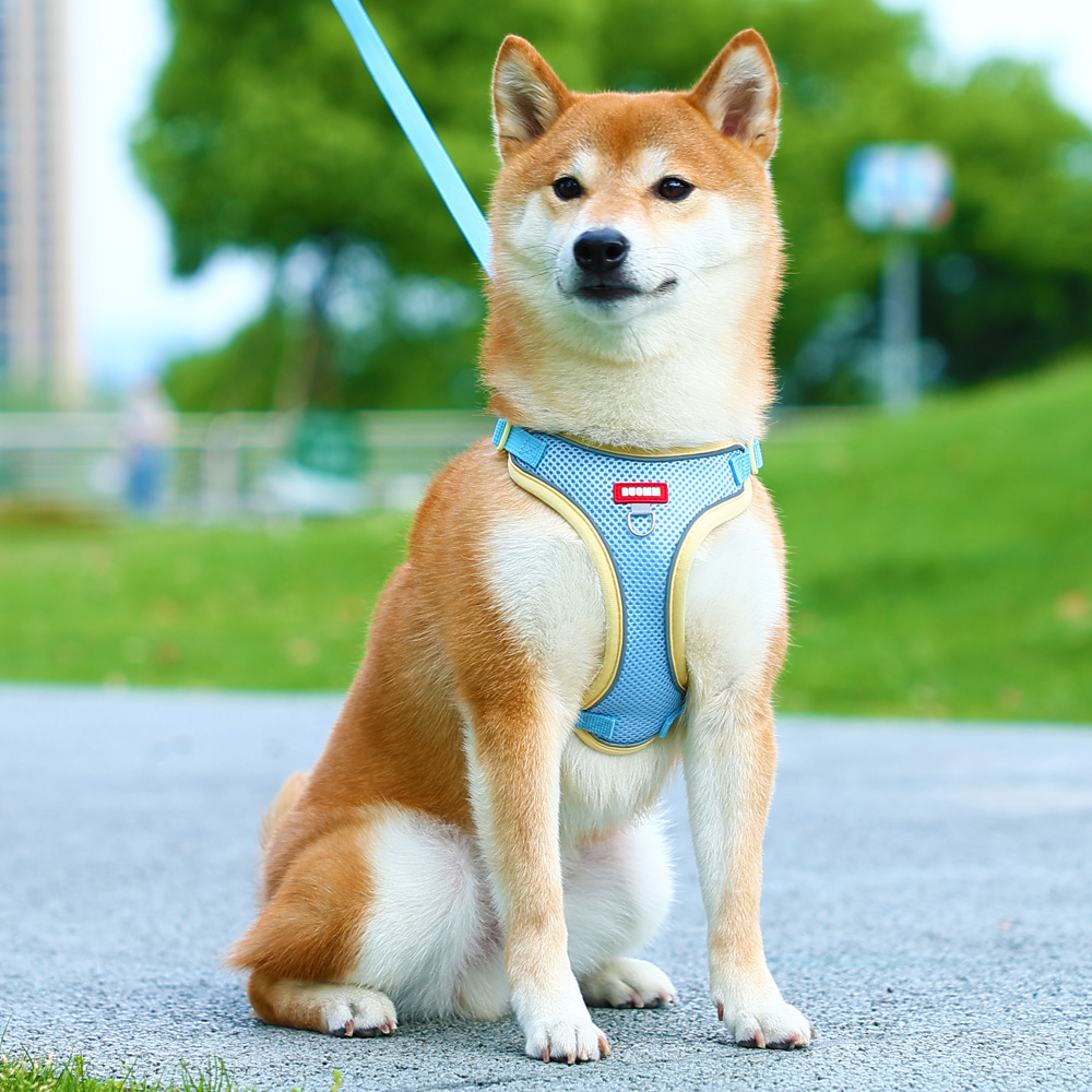 狗狗牵引绳背心式夏季透气不勒猫狗通用柴犬博美小型犬狗狗胸背带