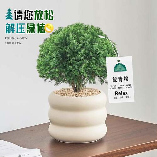 放青松雾凇盆栽客厅办公室桌面绿植小盆景四季常青好养活情绪稳定