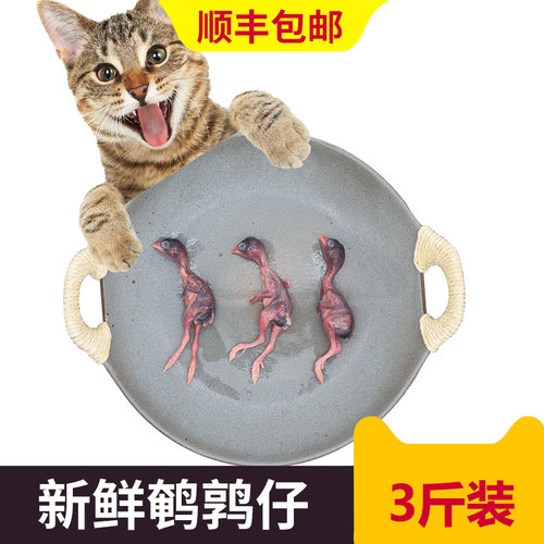 新鲜幼仔非冻干宠物零食小鹌鹑