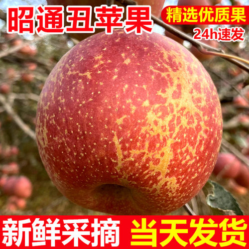 云南昭通丑苹果10斤大果冰糖心