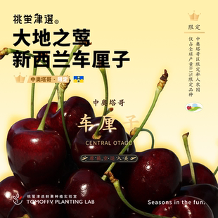 桃萤津选 新西兰车厘子 中澳塔哥原箱空运 科迪亚限定樱桃 礼盒SF