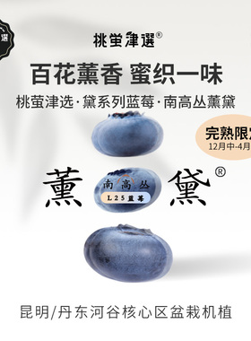 限！桃萤津选 薰黛L25蓝莓 百花馥香型 昆明科技温室产 礼盒装 SF
