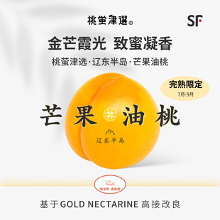 稀！桃萤津选 芒果油桃 致蜜凝香 芒香黄桃 辽东半岛产 礼盒装 SF