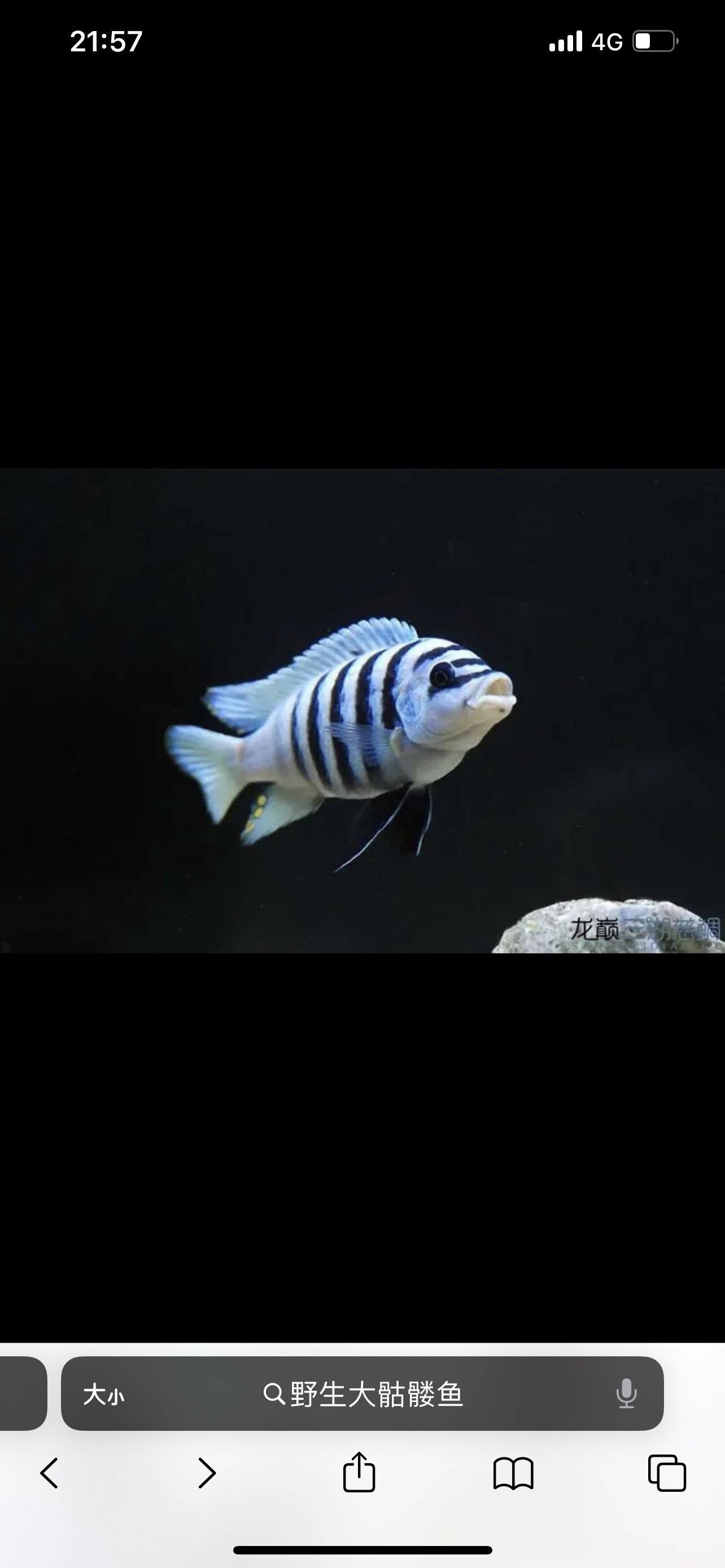 精品大骷髅鱼慈鲷鱼岩栖观赏鱼
