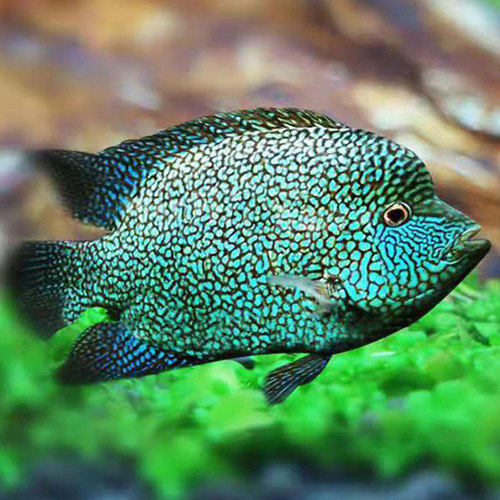 绿巨人球体热带鱼龙配鱼