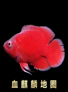 血麒麟地图鱼火麒麟地图鱼也生大黄蜂鱼