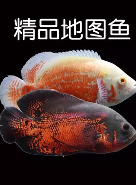 地图鱼观赏鱼活鱼奥图黑黄金精品白中大型鱼苗幼苗血麒麟猪仔花猪