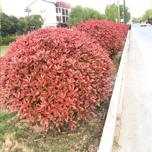 庭院绿化树苗红叶石楠球