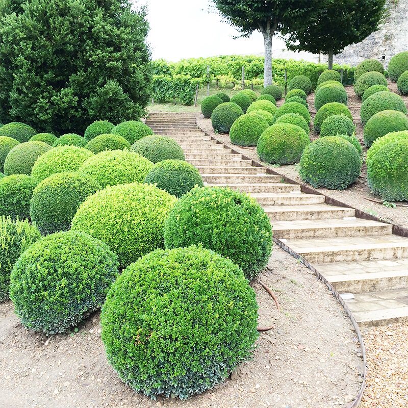 小叶黄杨球瓜子黄杨别墅庭院花坛四季常青耐寒景观绿化植物篱笆苗
