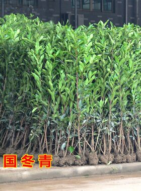 常绿法国冬青树苗篱笆四季庭