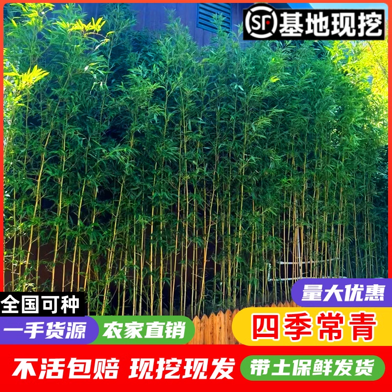 竹子树苗庭院室外紫竹佛肚竹盆栽实心青竹苗金镶玉罗汉竹四季植物